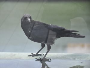 CORVO II