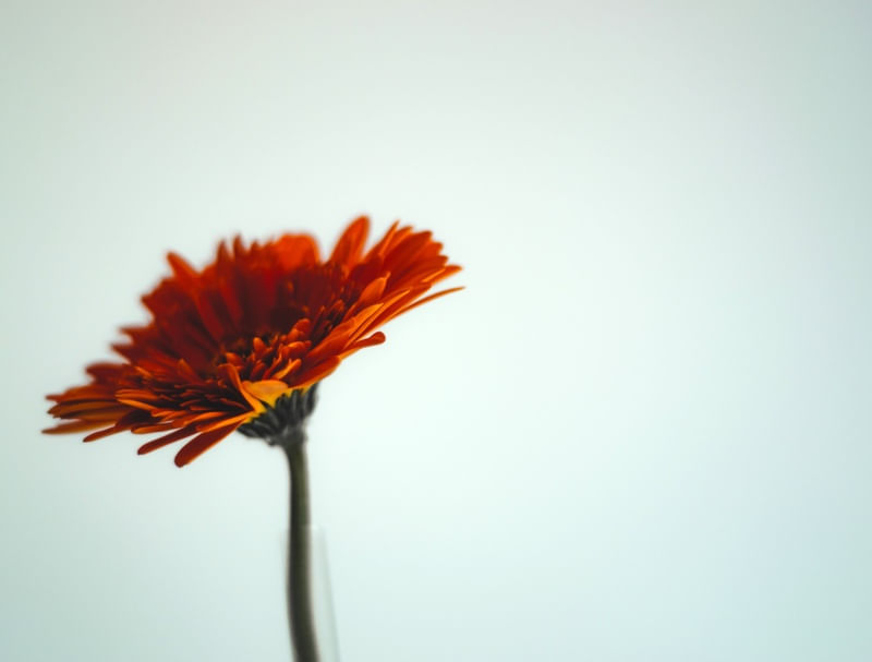 ROTE BLUME (FLOR VERMELHA)