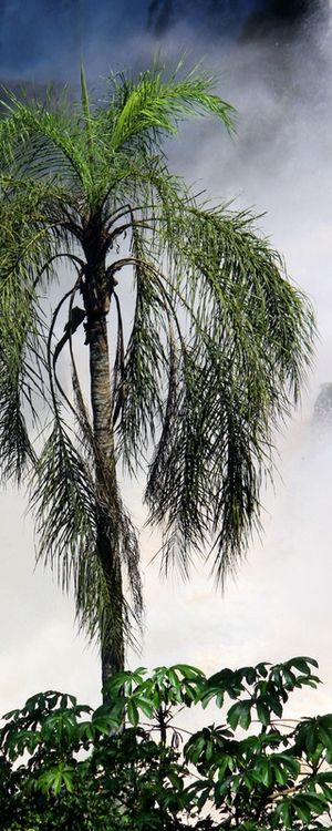 PALMEIRA E CASCATA