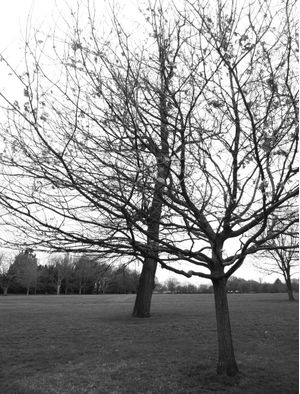 OLD GREEN 2