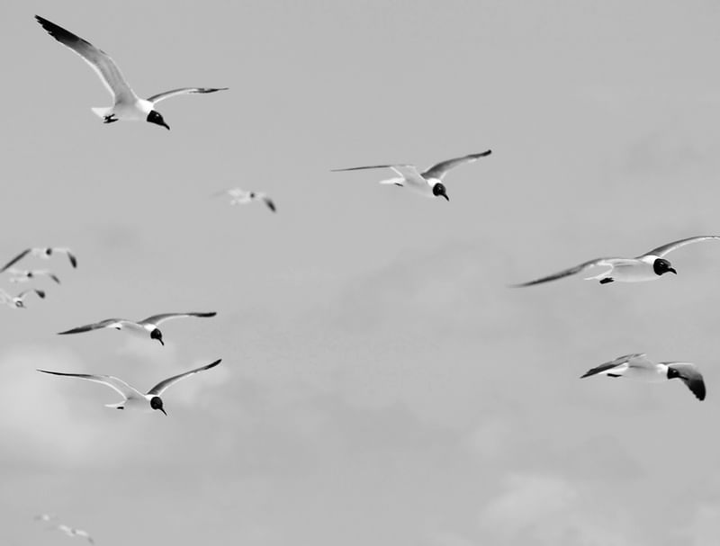 BIRDS IN THE SKY