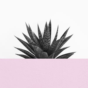 CACTOS ESCANDINAVO