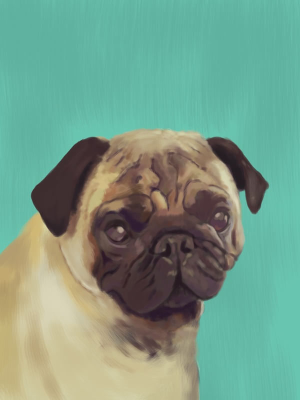 RETRATO PUG