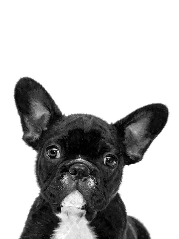 BULDOGUE PRETO E BRANCO