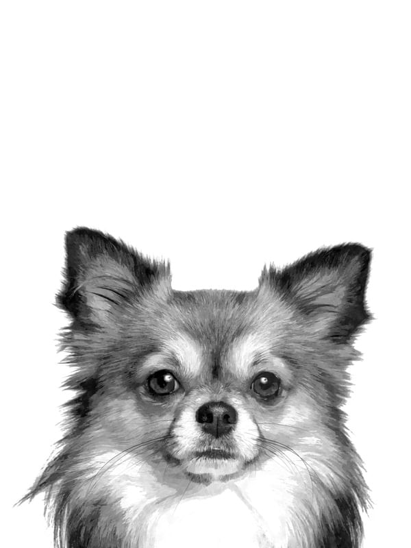 CHIHUAHUA PRETO E BRANCO