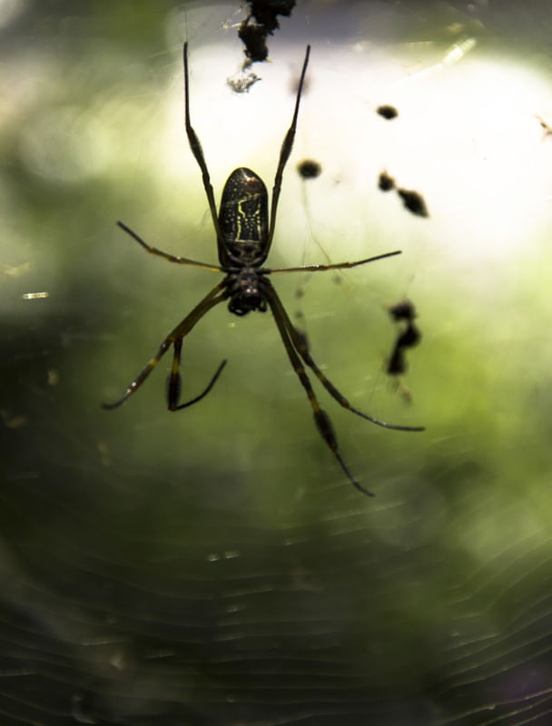 SPIDER ON THE WEB