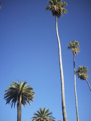 PALM TREES AND SKY