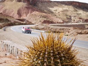 CACTUS CHILE