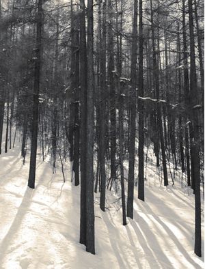 BARDONECCHIA - ÁRVORES II
