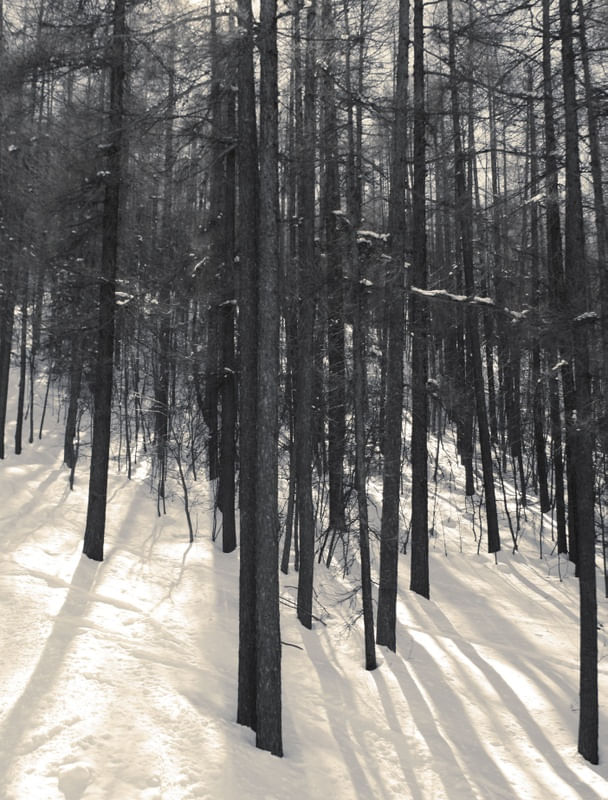 BARDONECCHIA - ÁRVORES II