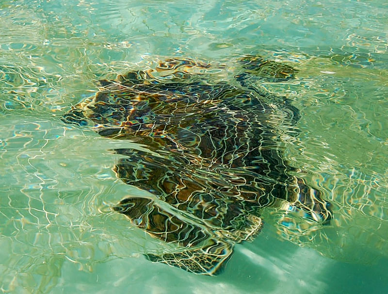 TARTARUGA ARRAIAL