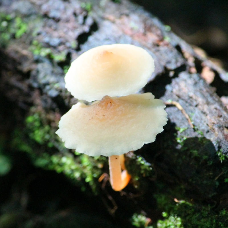 COGUMELOS 1 LB