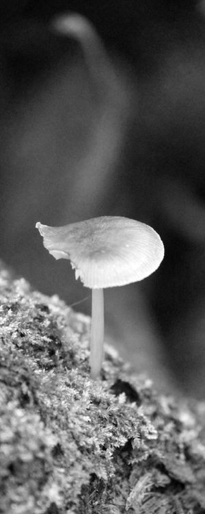 COGUMELO 2 LB