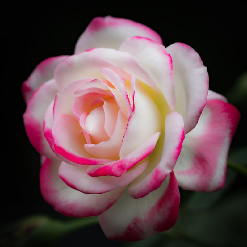 ROSE DREAM