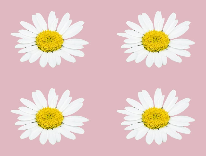 QUARTETO FLORAL