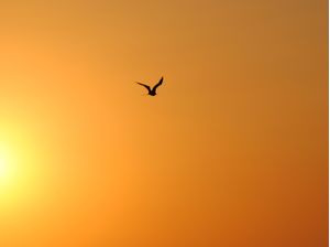 ENTARDECER EM BÚZIOS