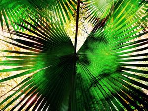 GREEN NATURE SPOTLIGHT