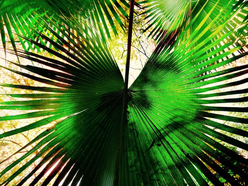 GREEN NATURE SPOTLIGHT