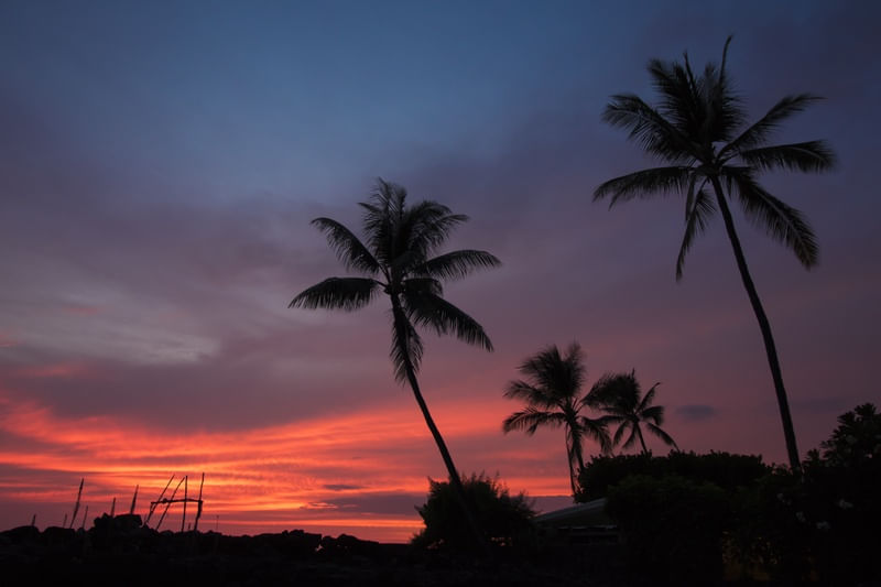 COCONUT SUNSET