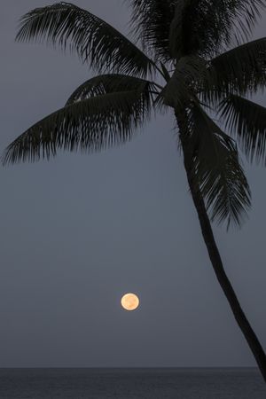 COCONUT MOONLIGHT