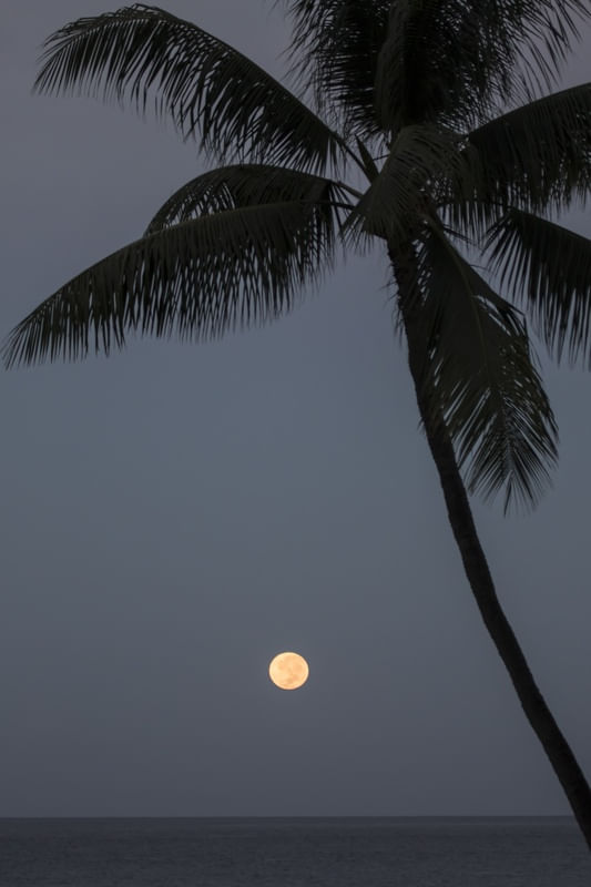COCONUT MOONLIGHT