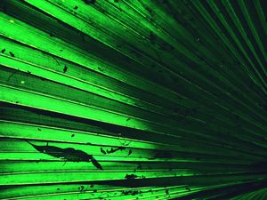 GREEN UMBRELLA