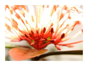 FLOR LUZ