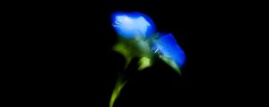 FLOR AZUL 11