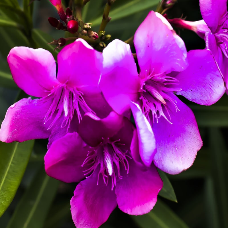 FLOR INGÊNUA