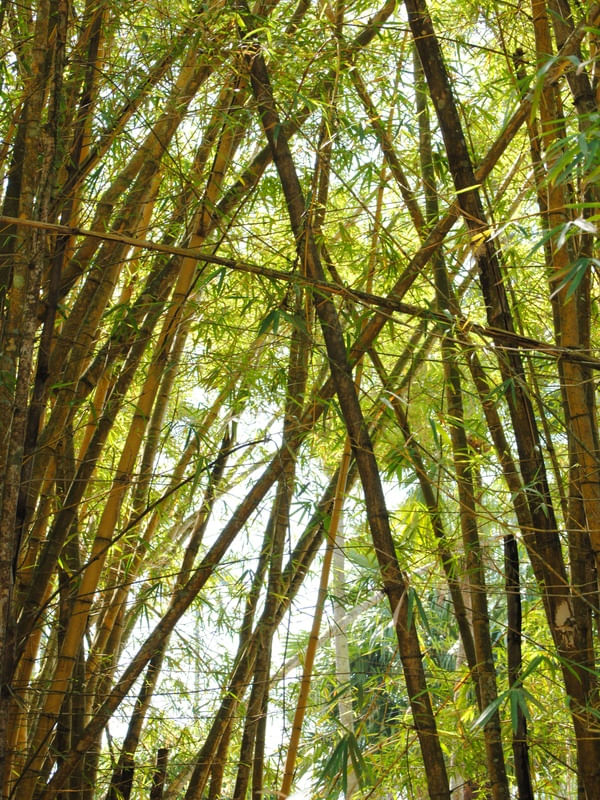 BAMBUZAL JARDIM BOTÂNICO