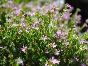 BELAS FLORES