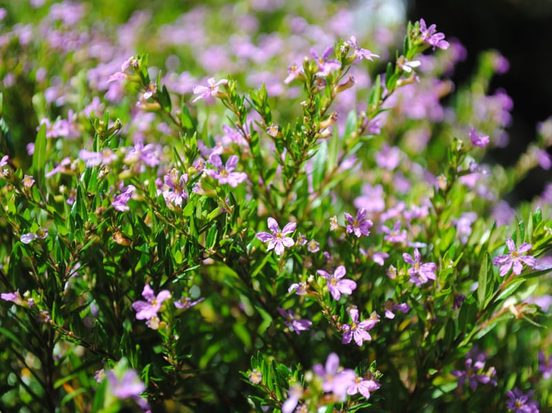 BELAS FLORES