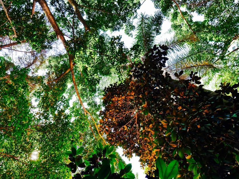LEAFY