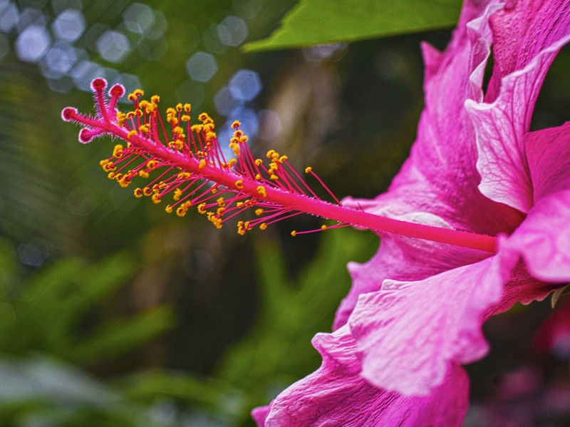 HIBISCO MAGNÍFICO