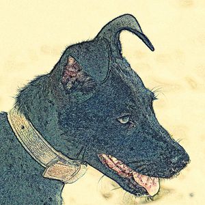 LIVRE COMO UM CÃO