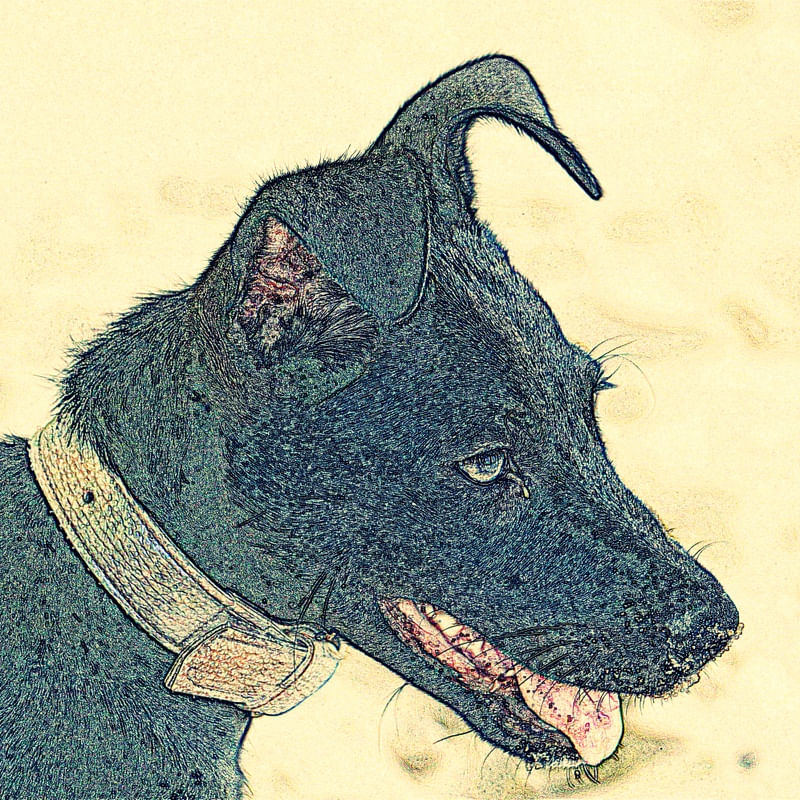LIVRE COMO UM CÃO