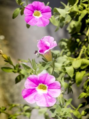 JARDIM DA RUA