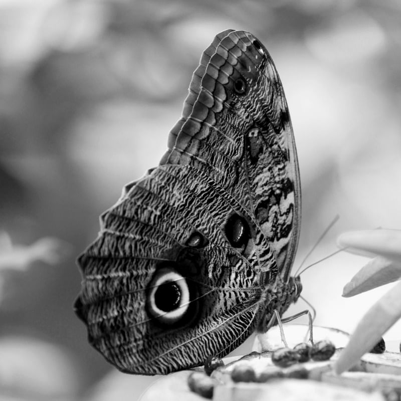 BORBOLETA OLHO DE CORUJA