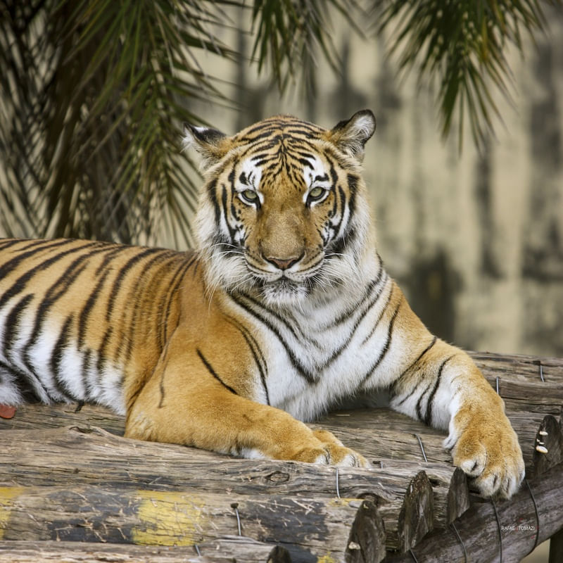 TIGRE POSANDO