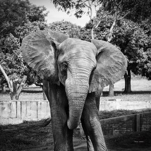 ELEFANTE POSANDO