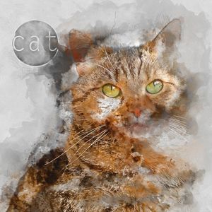 GATO CAT