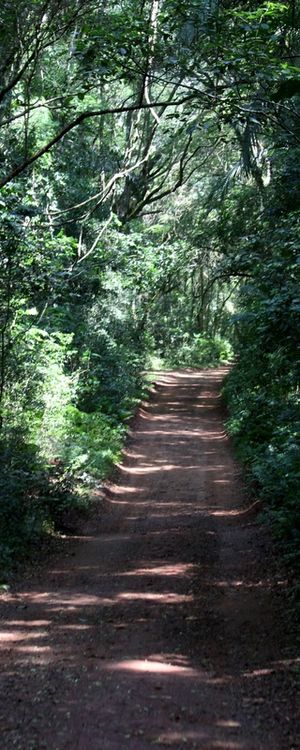 CAMINHOS NA MATA 1