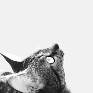 HEY KITTY