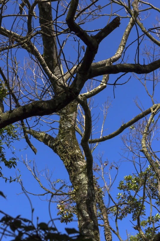 ARVORE E CÉU AZUL