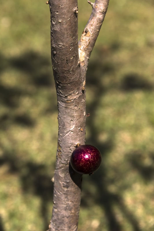 JABUTICABA NO PÉ