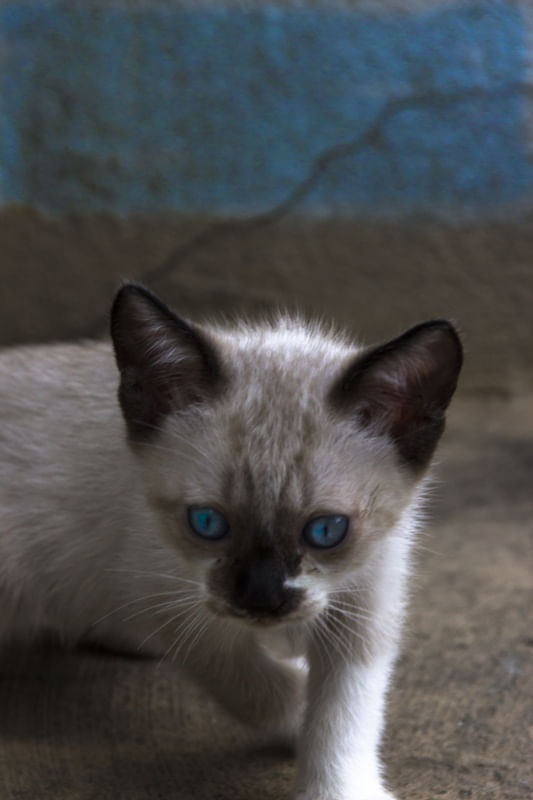 GATINHO COM OLHOS AZUIS