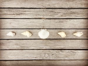 SHELLS AND ART