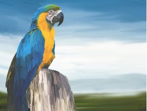 ARARA TROPICAL