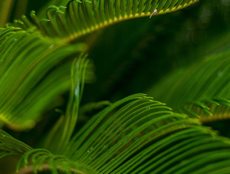 LEAF RIVER 4