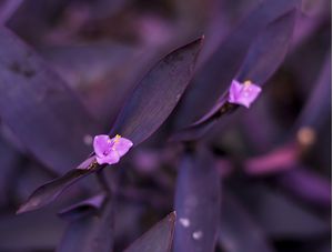 PURPLE WORLD